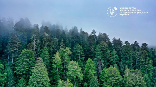 Національна інвентаризація лісів: у 2021 році обстежили 909 ділянок